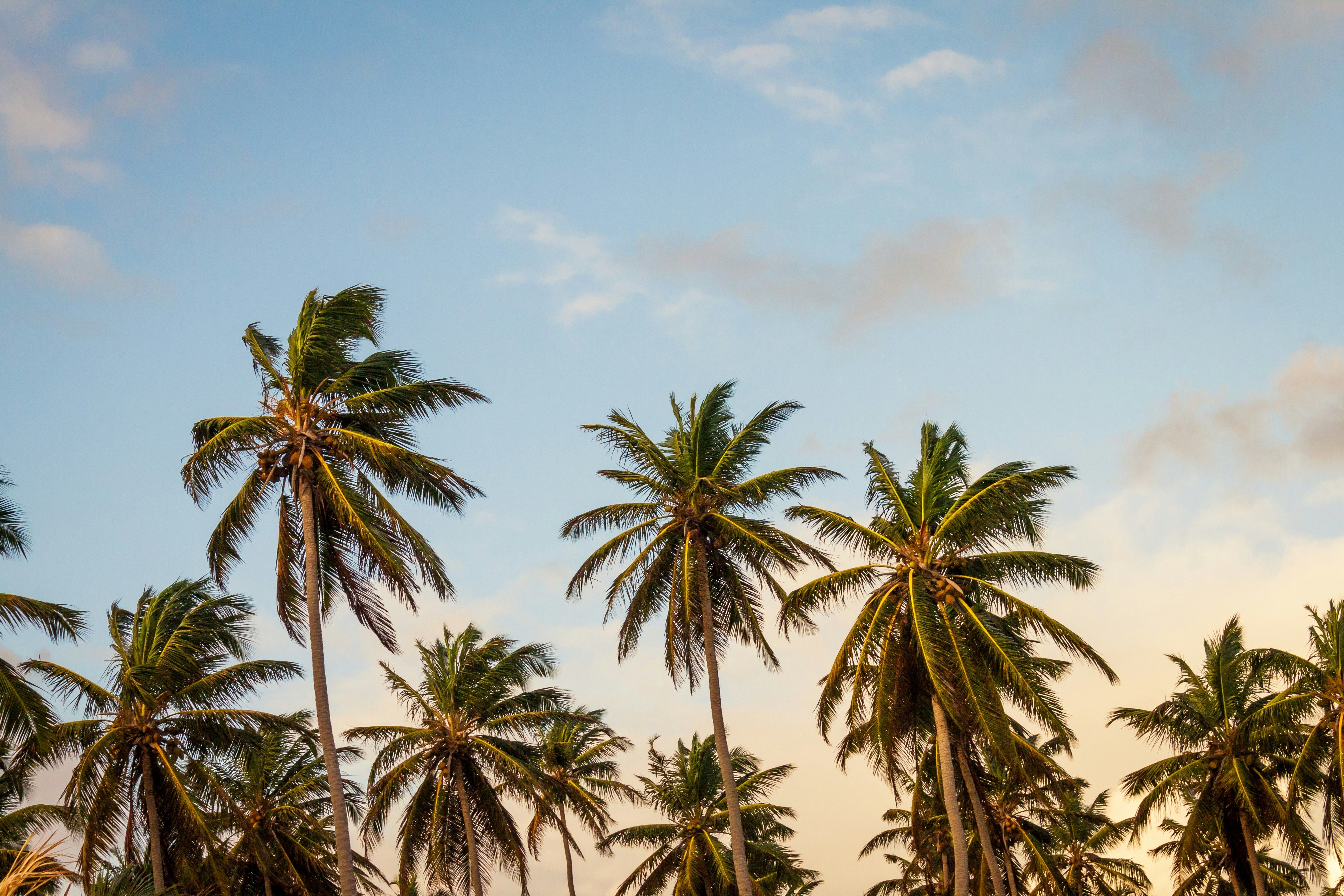 PALM TREE CLUSTER